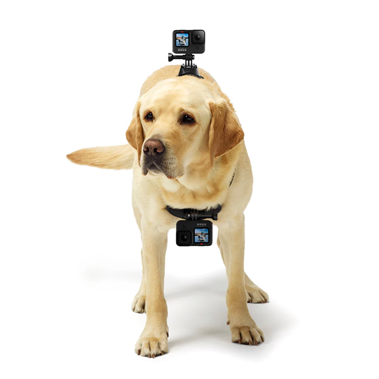 Arnés Fetch de GoPro para mascota